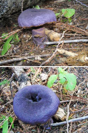 Cortinarius violaceus 2