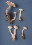 Ripartites tricholoma Mushroom