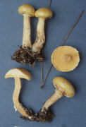 Suillus albidipes Mushroom