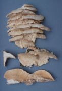 Spongipellis pachydon Mushroom