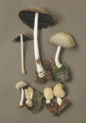 Coprinus domesticus3 Mushroom