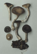 Cantharellula cyanthiformis 3 Mushroom
