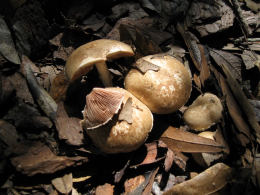 Agaricus diminutivus