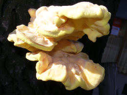 Laetiporus sulphureus   008