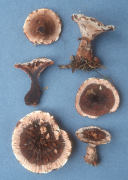 Hydnellum scrobiculatum var zonatum Mushroom