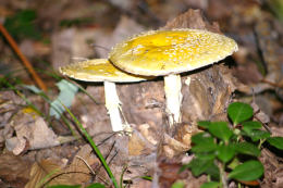 Amanita frostiana2