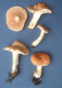 Hydnum umbilicatum3 Mushroom