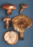 Tricholoma aurantium Mushroom