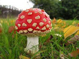 Amanita muscaria 26