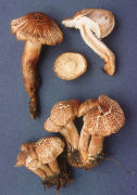 Tricholoma vaccinum Mushroom