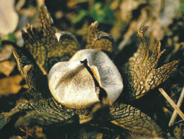 Astraeus hygrometricus3
