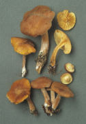 Gymnopilus penetrans 3 Mushroom