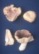 Russula crustosa Mushroom