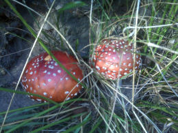 Amanita muscaria 26