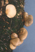 Panellus serotinus Mushroom