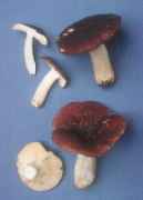 Russula krombholzii2 Mushroom