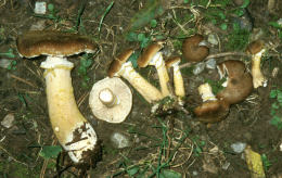 Armillaria gallica field