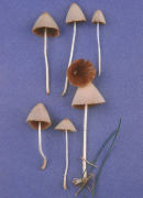 Conocybe lactea Mushroom