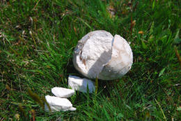 Calvatia utriformisF.jpg