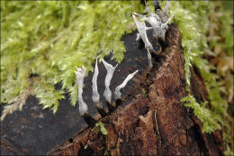 Xylaria hypoxylon2