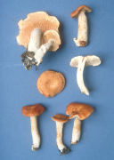 Hydnum umbilicatum2 Mushroom