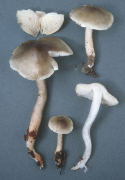Tricholoma saponaceum Mushroom