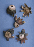 Astraeus hygrometricus Mushroom