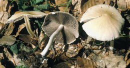 Psathyrella candolleana5