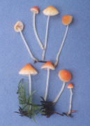 Mycena aurantiidisca Mushroom