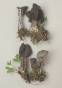Helvella lacunosa Mushroom