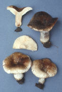 Russula adusta Mushroom