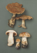 Cortinarius pearsonii Mushroom