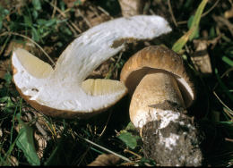 Boletus aestivalis