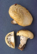 Armillaria straminea Mushroom
