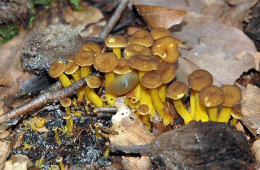 Cantharellus xanthopus