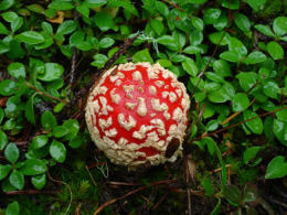 Amanita muscaria 26