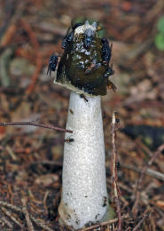 Phallus impudicus