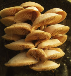 Rhodotus palmatus  001 Mushroom