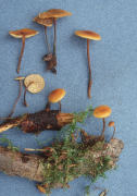 Xeromphalina fulvipes Mushroom