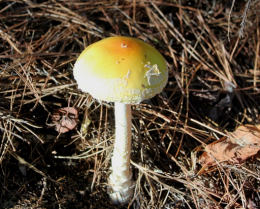 Amanita muscaria var formosa2