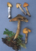 Hygrophorus conicus Mushroom