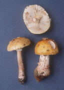 Amanita flavorubescens Mushroom