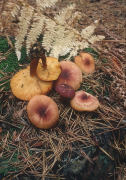 Tricholomopsis rutilansF Mushroom