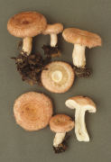 Lactarius torminosus Mushroom