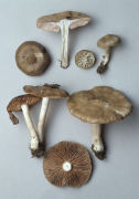 Entoloma clypeatum Mushroom