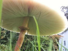 Lepiota procera4