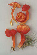 Hygrocybe coccinea Mushroom