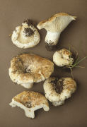 Russula delica Mushroom