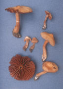 Cortinarius hinnuleus Mushroom