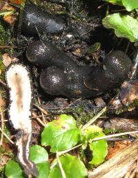 Xylaria polymorpha  David Tuckett